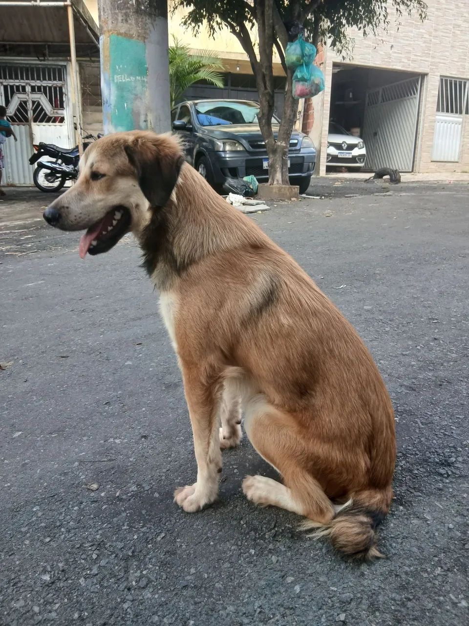 Doação de cachorro ? 