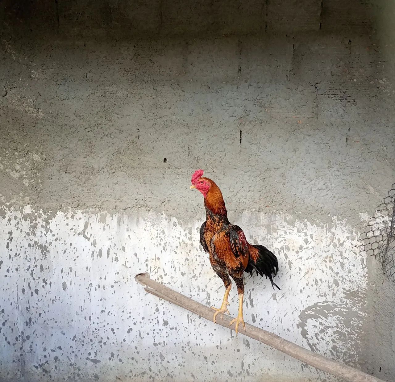 2 FRANGOS DE RAÇA  - Foto 4