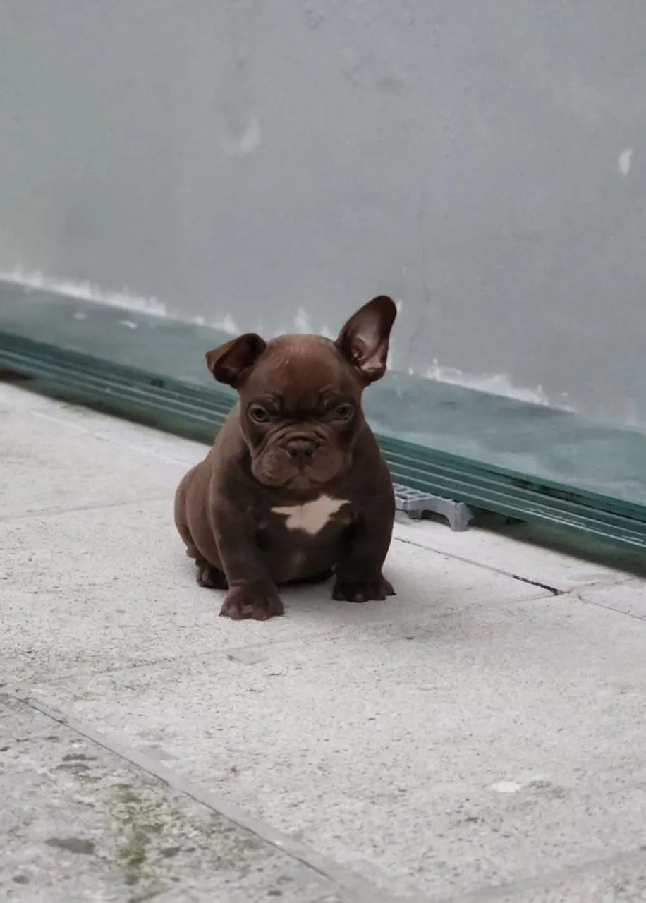 American Bully  - Foto 3