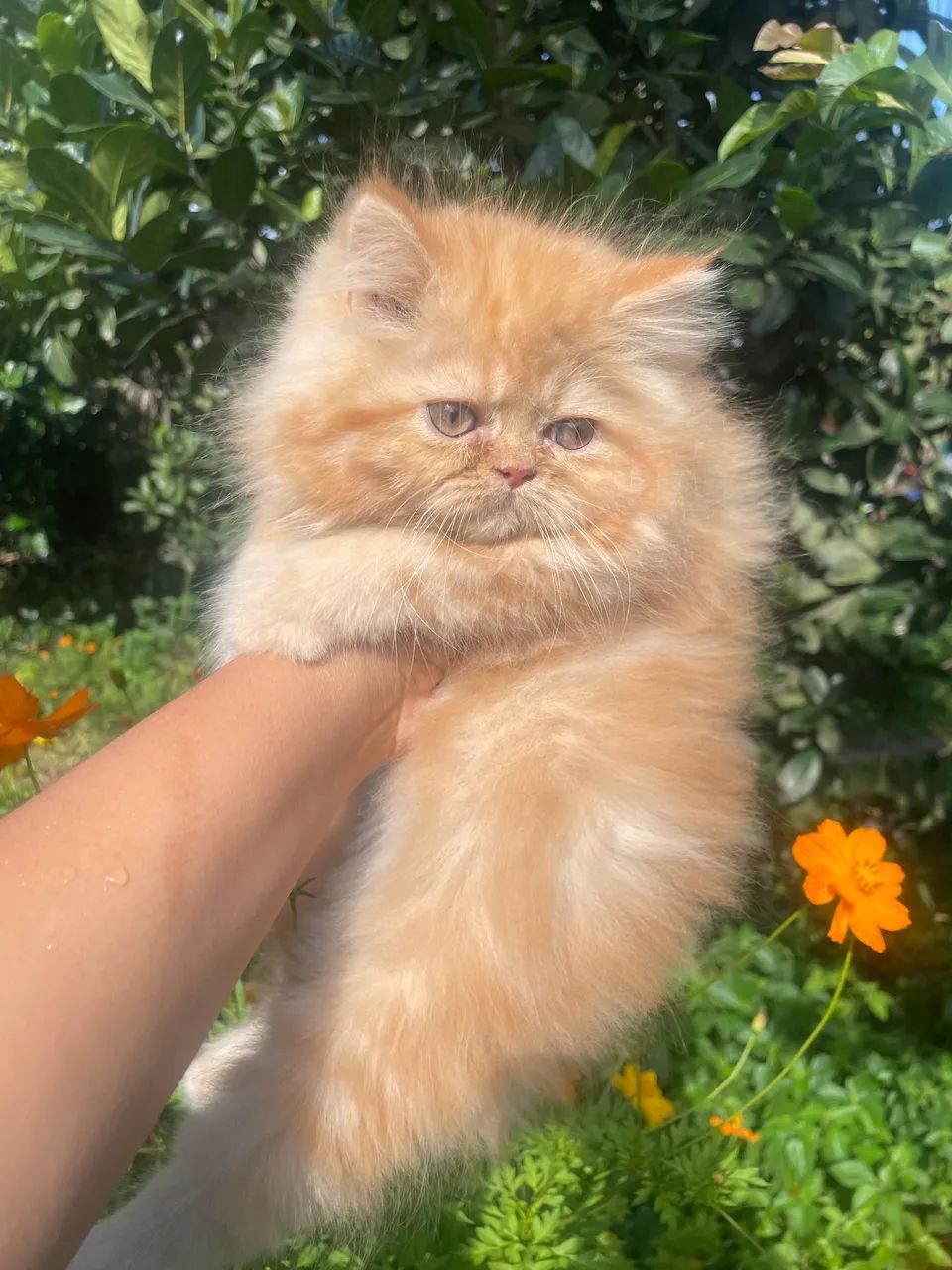 Gatinha persa!  - Foto 2