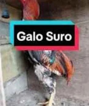 Frangos suro 