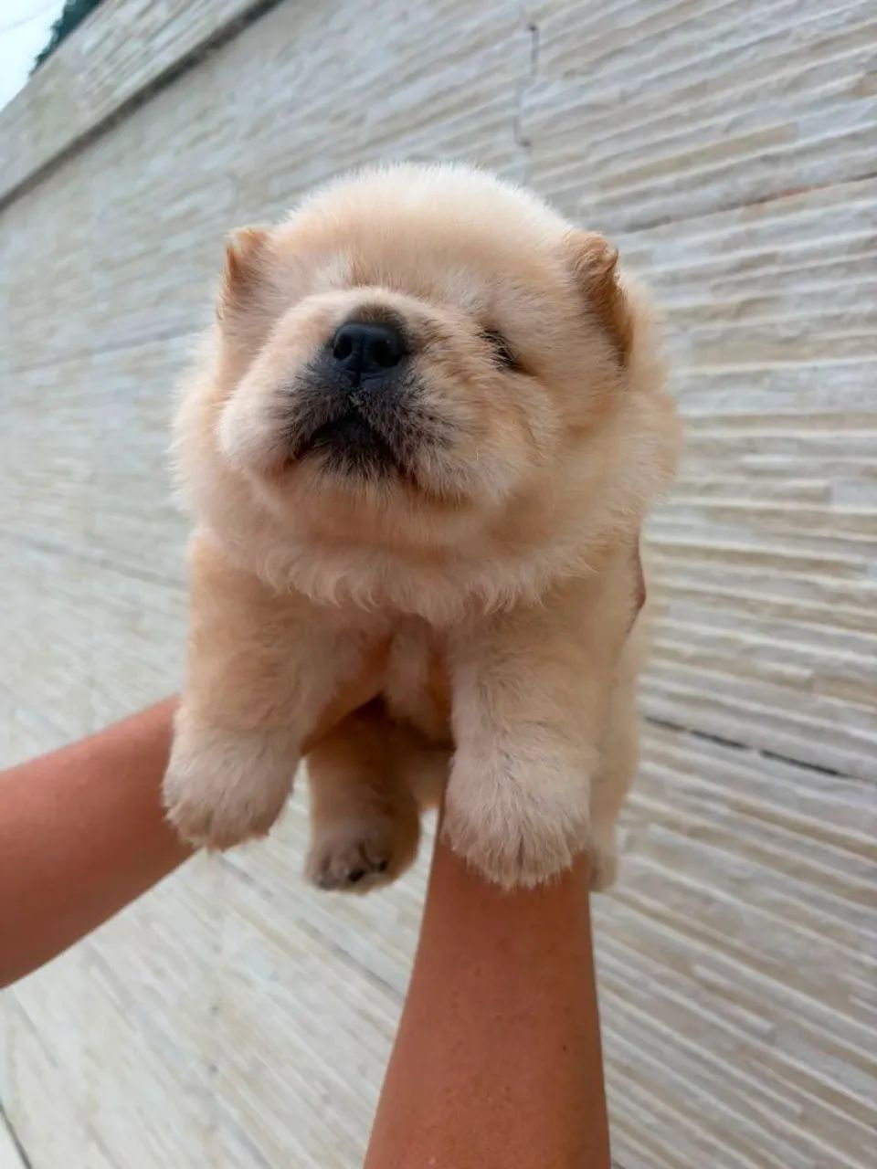 Chow Chow  - Foto 3