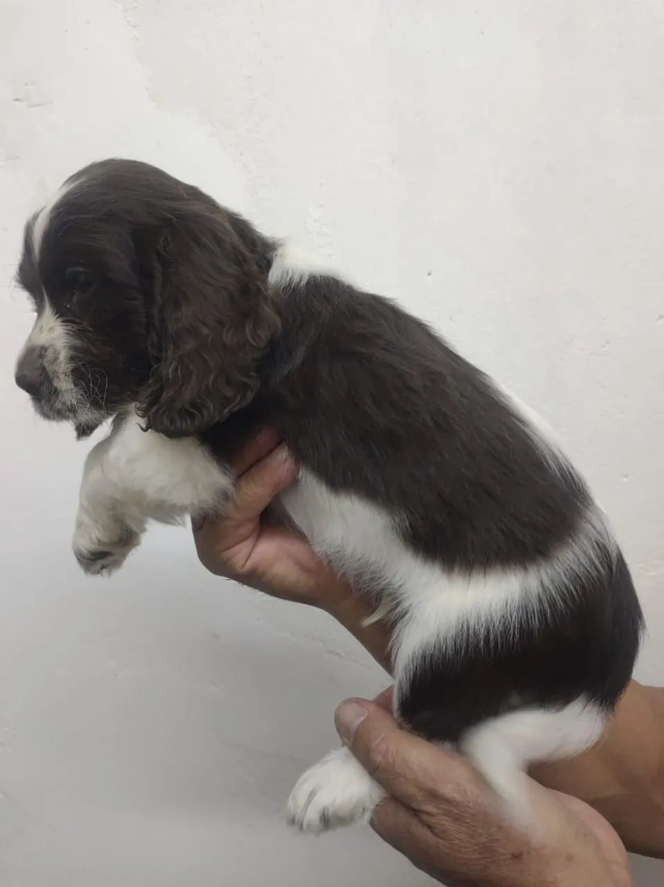 Filhote cocker spaniel inglês macho Fígado com branco  - Foto 2