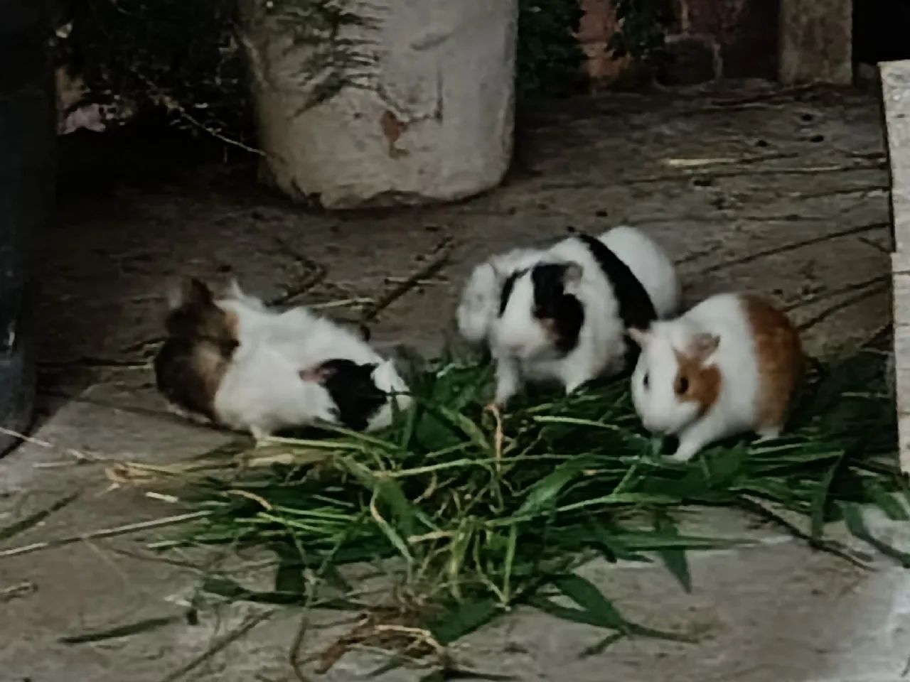 Porquinho da Índia  - Foto 2