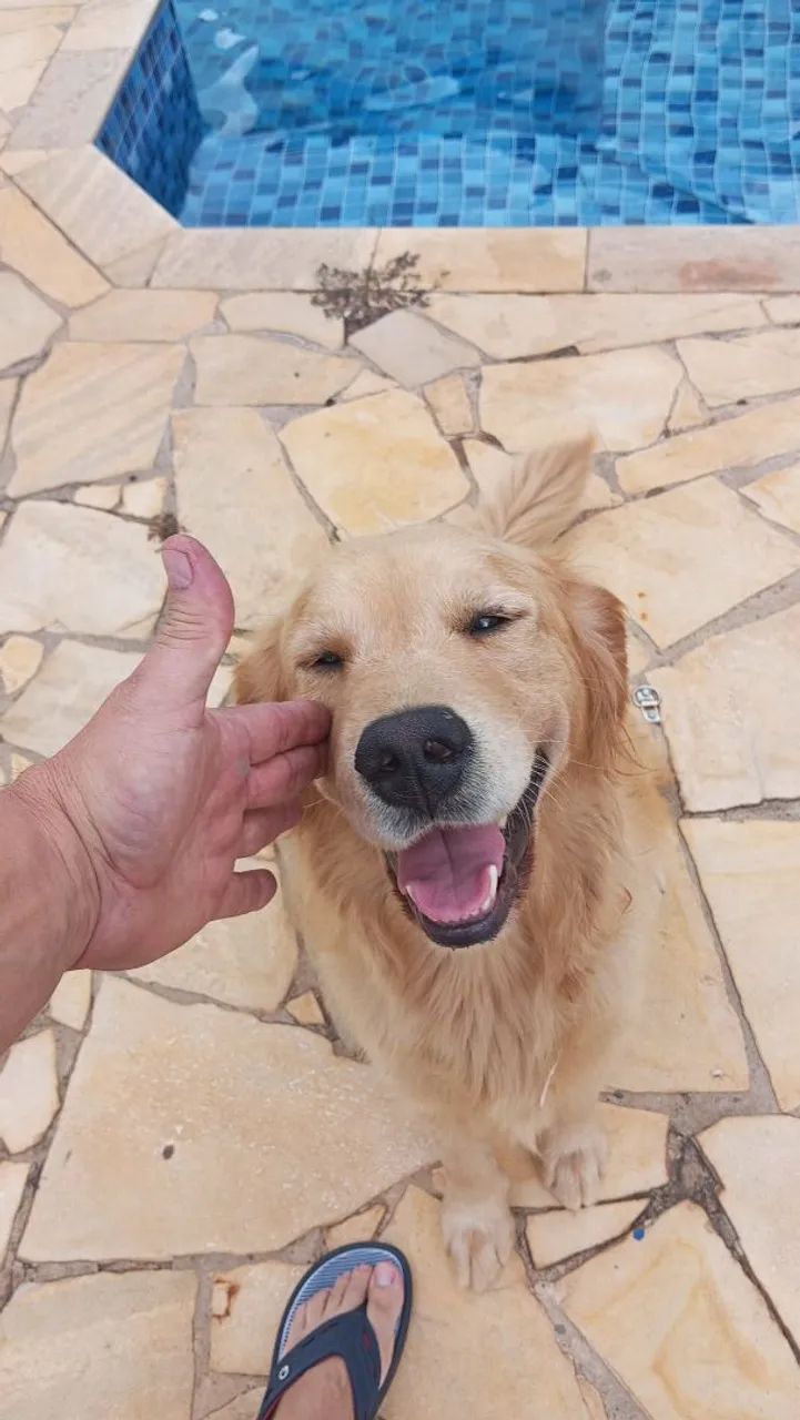 Filhote Golden  - Foto 2