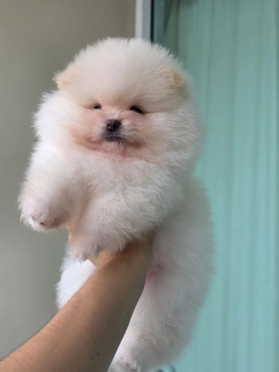 Lulu da pomerania-spitz alemão 