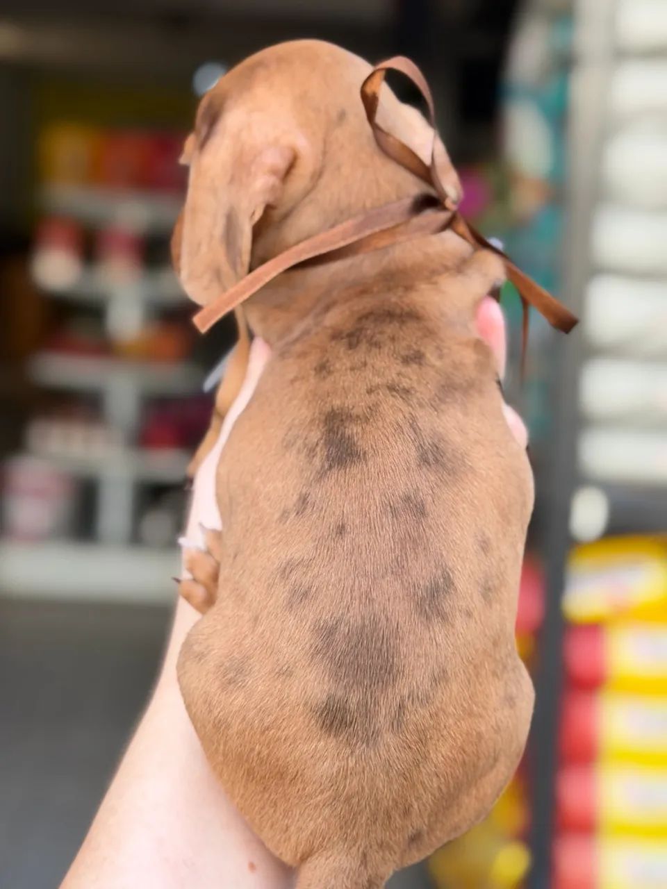 Dachshund macho chocomerle  - Foto 5