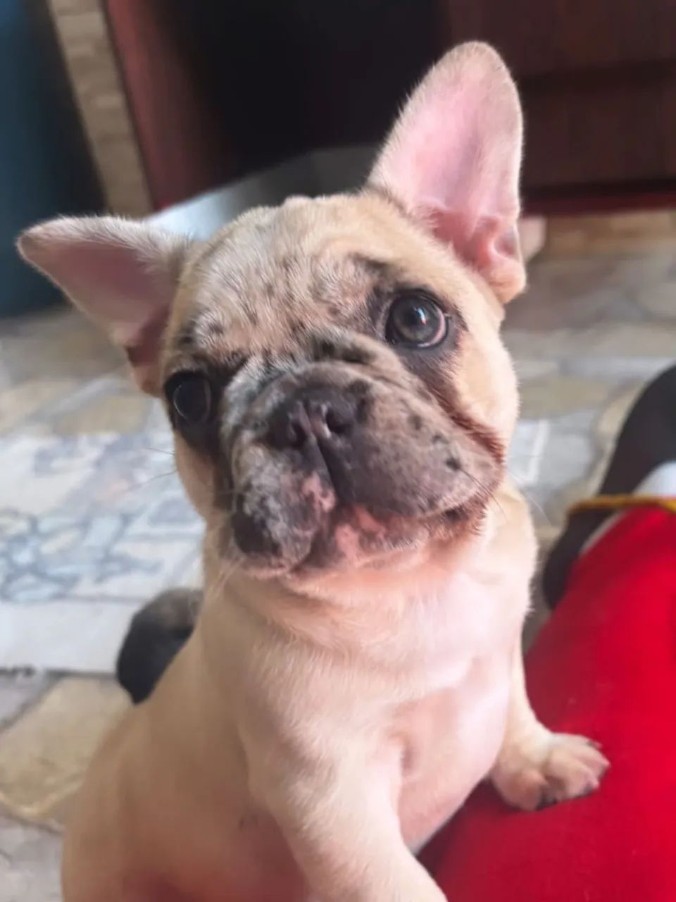 Buldogue francês  - Foto 3