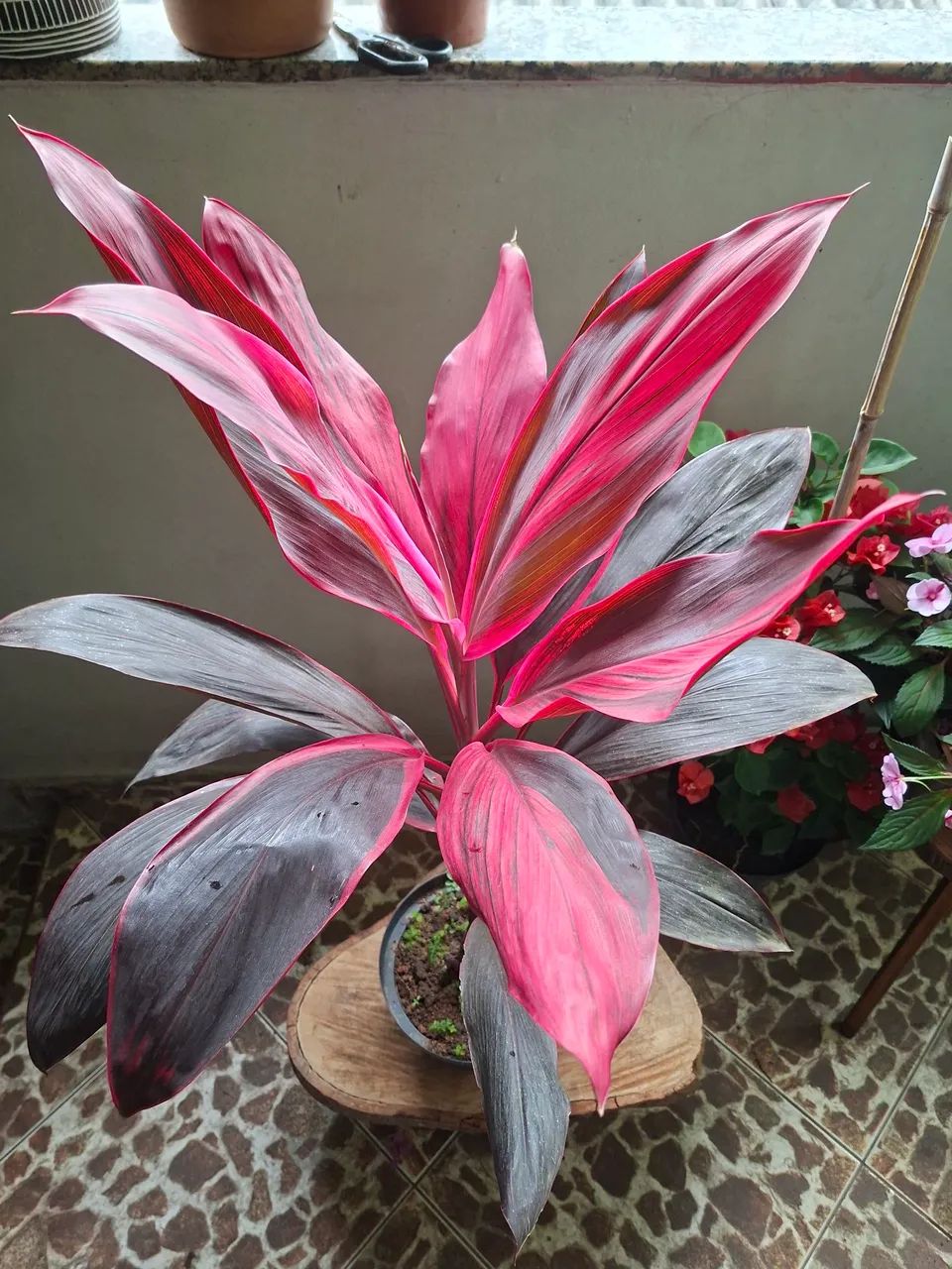 Dracena  - Foto 3