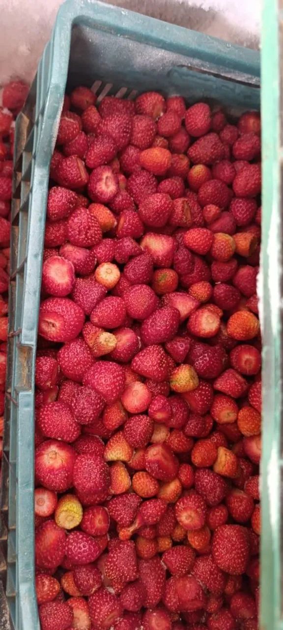 Morangos congelados do Nordeste  - Foto 3