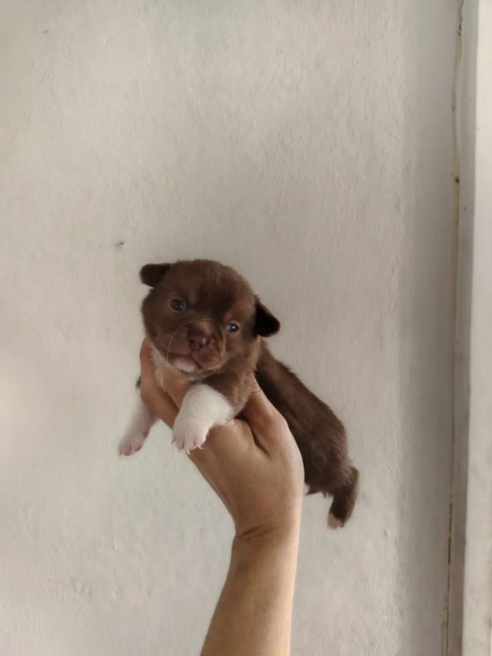 Chihuahua  - Foto 3