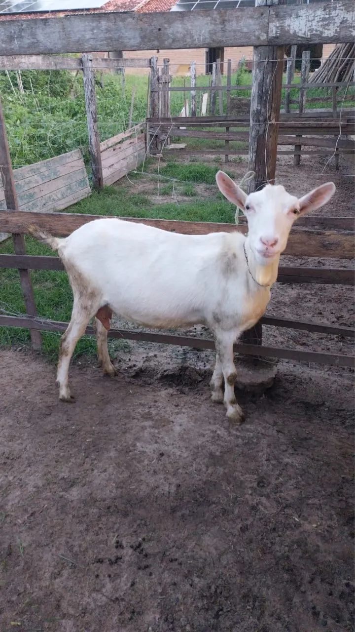 3 cabras saanem PO para abate! Imperdível !!!