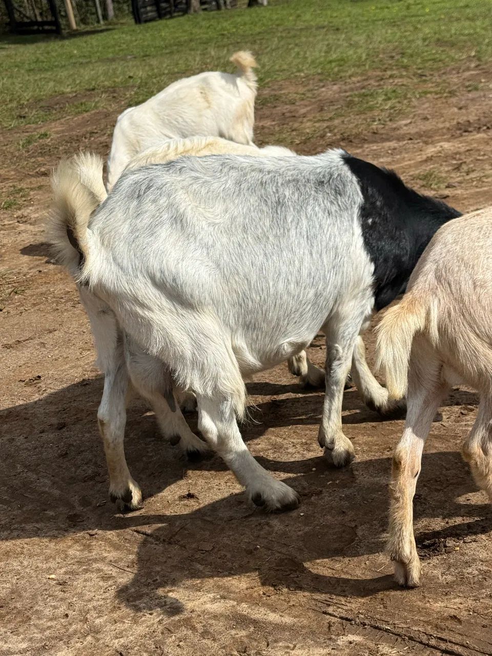 Cabras de leite e Bodes cabra e Bode - Foto 2