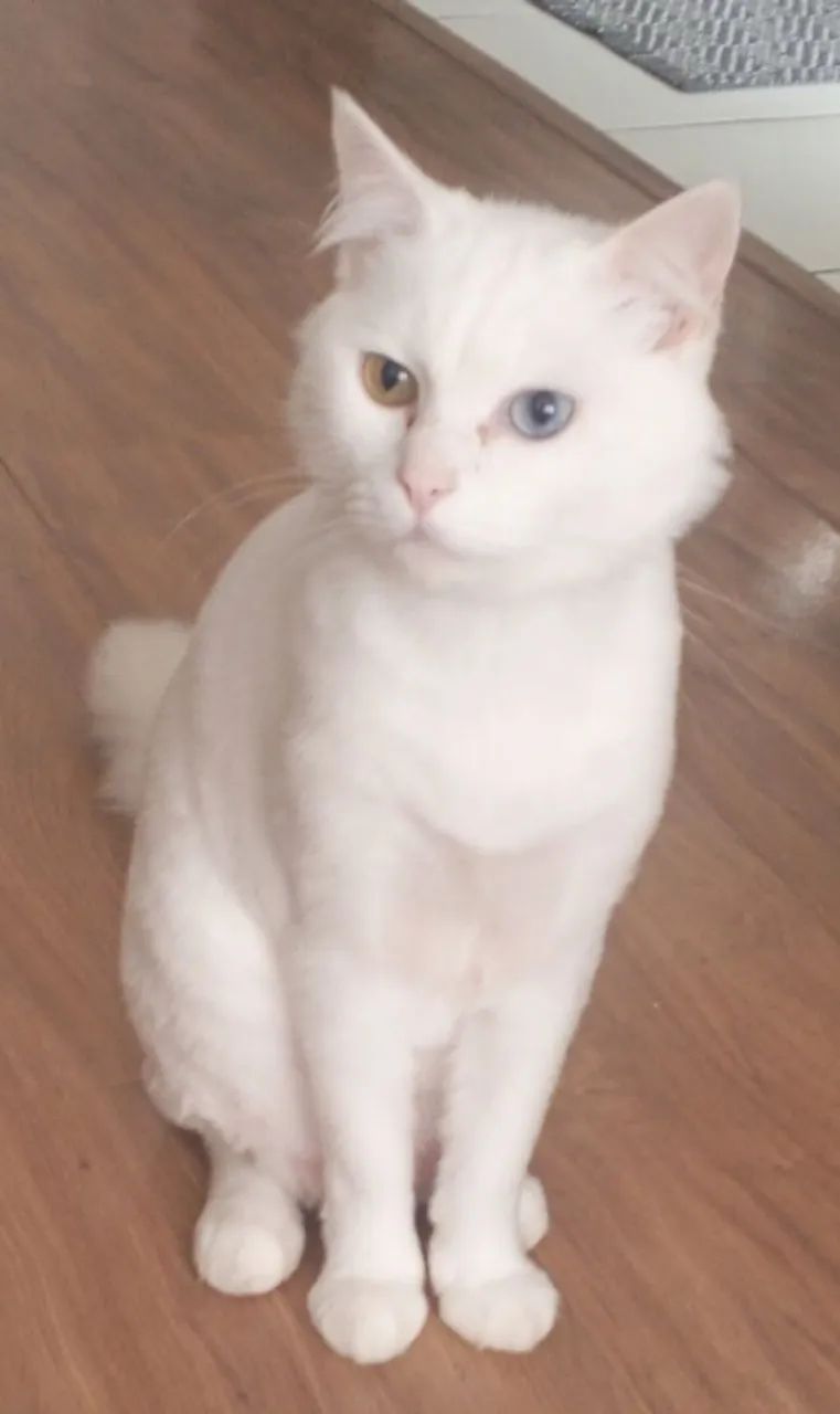 Gatinho para doação 