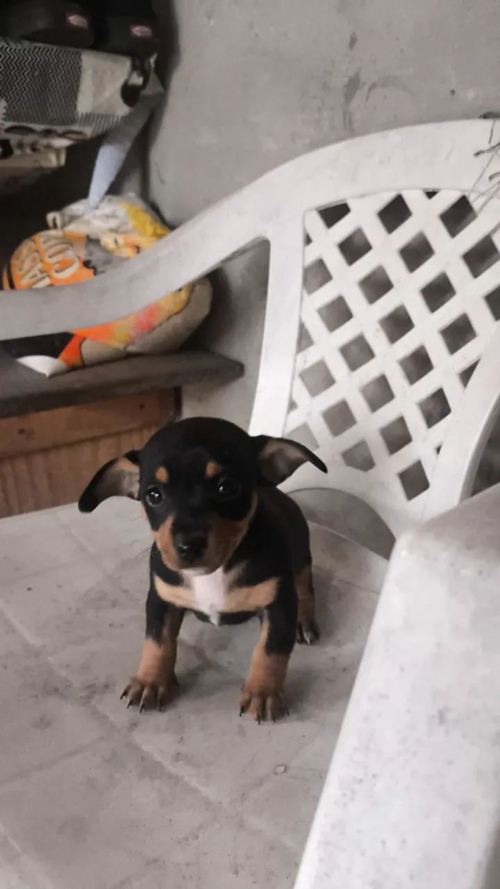 Filhote de pinscher macho 