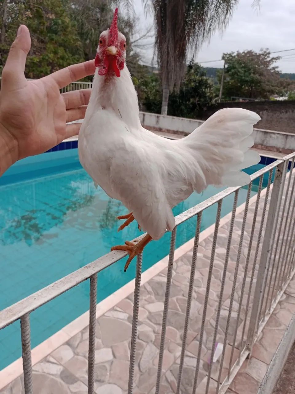 Garnizés 