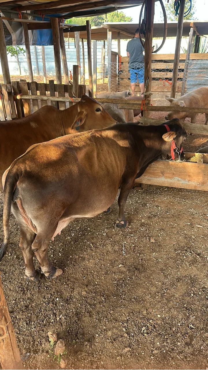 Vaca  - Foto 2