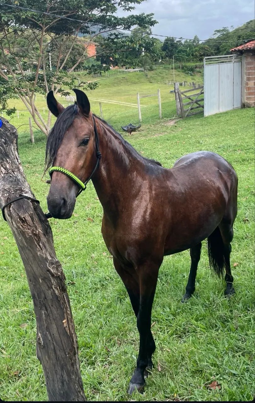 Potro Mangalarga Marchador (2 anos)