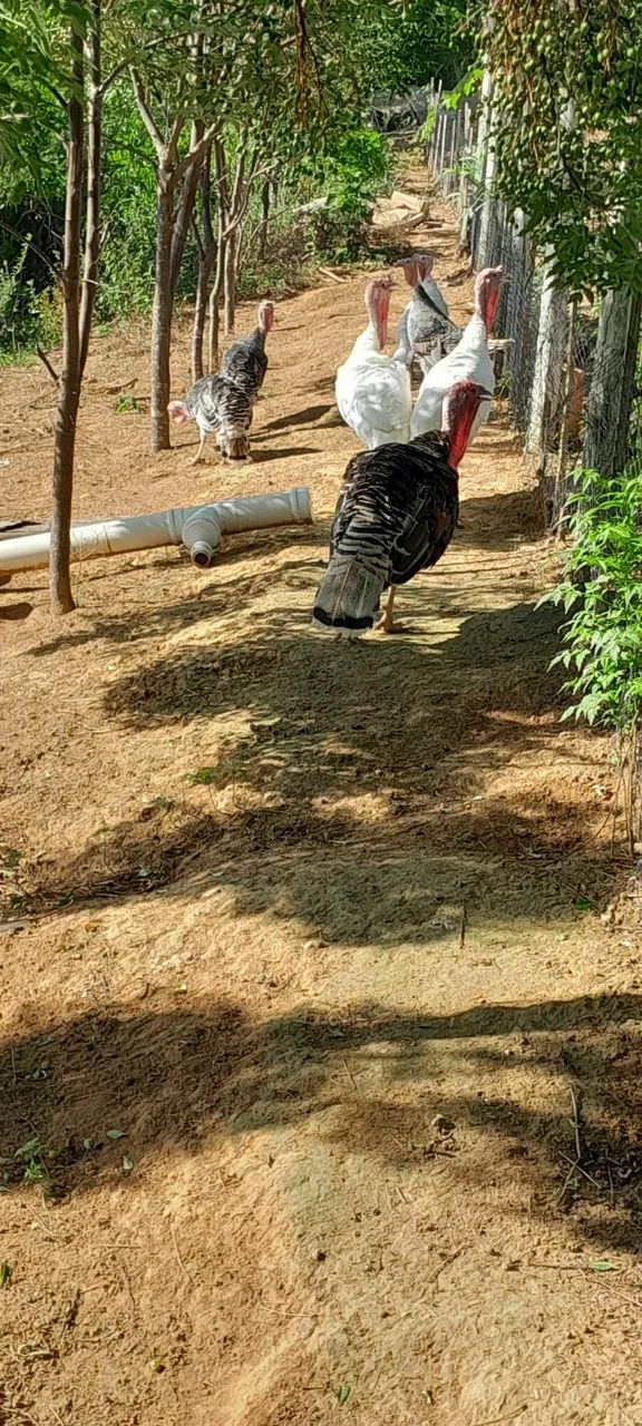 Peru à venda - Foto 2