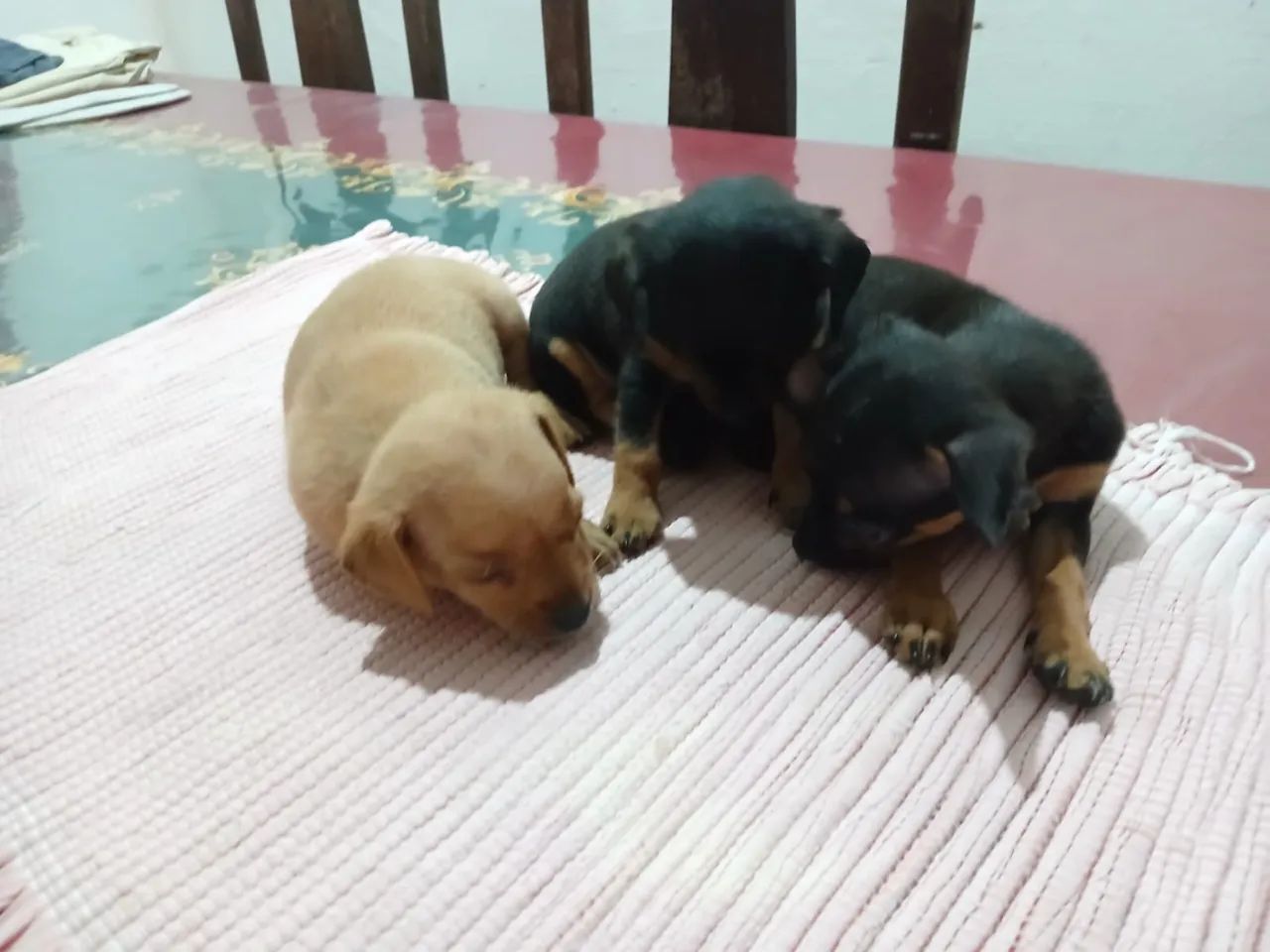 Cachorro