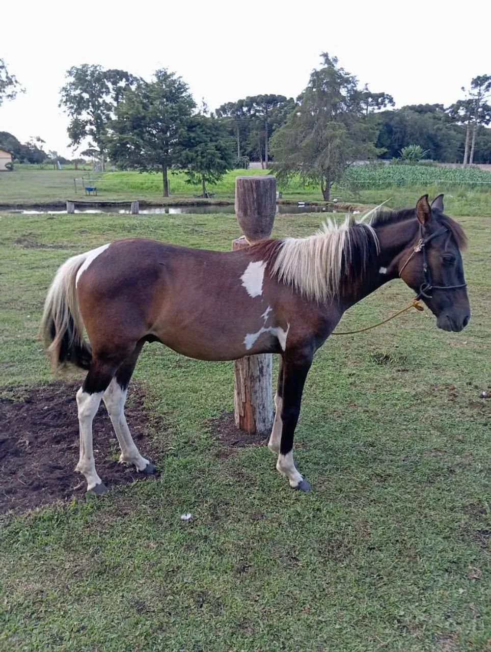 Cavalo Cavalo Mangalarga marchador pampa. - Foto 2