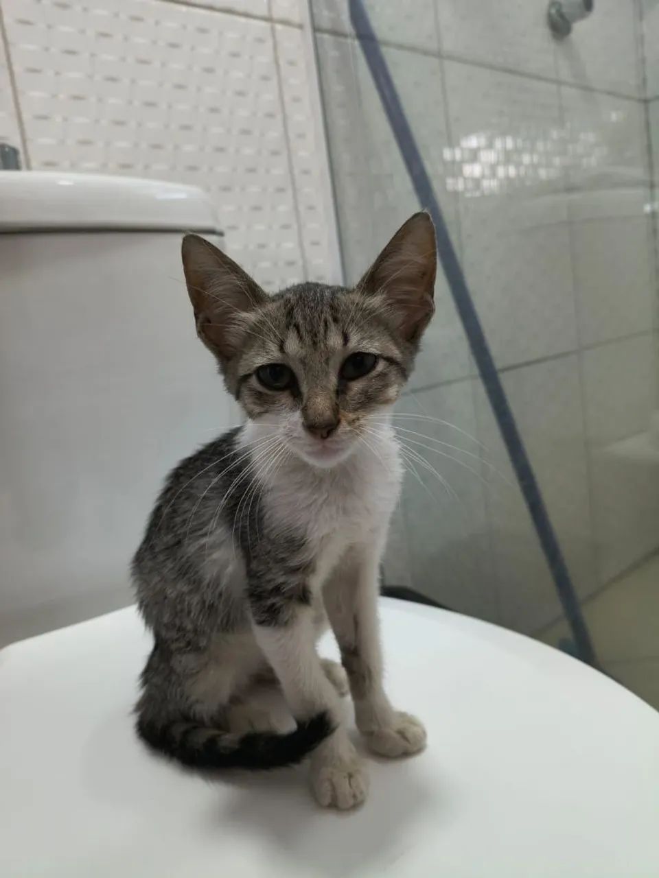 Gato macho para adoção  - Foto 2
