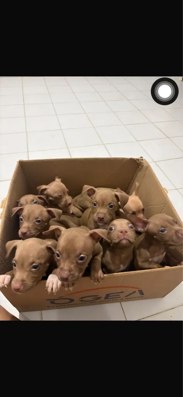 Filhote Pitbull  - Foto 2
