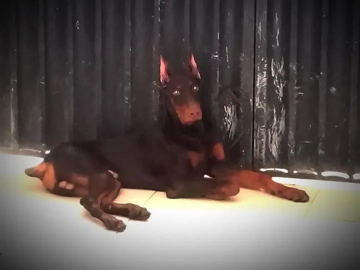 Doberman para cobertura  - Foto 2