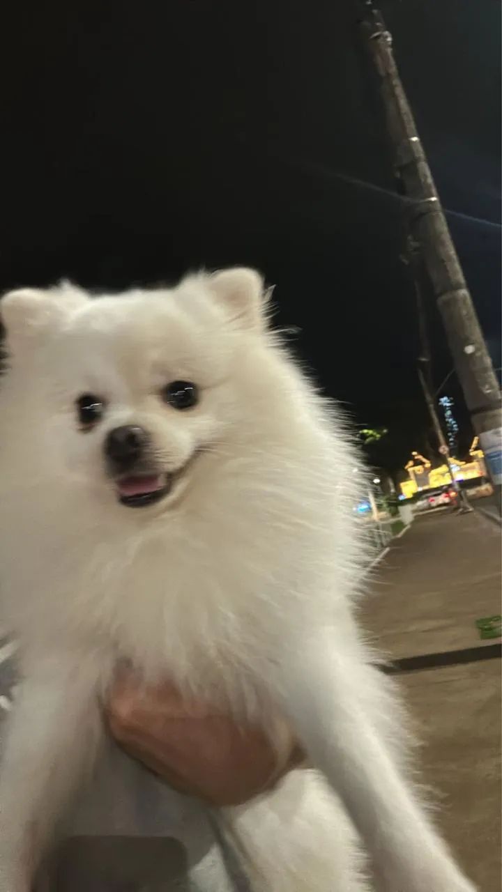 Spitz alemão  - Foto 2