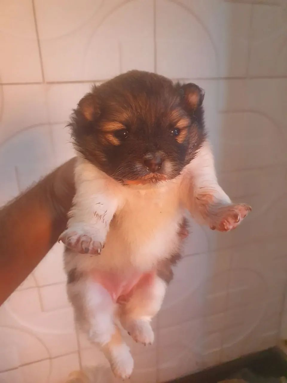 Spitz alemão  - Foto 2