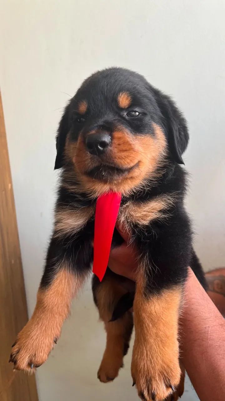 Cachorro  - Foto 2