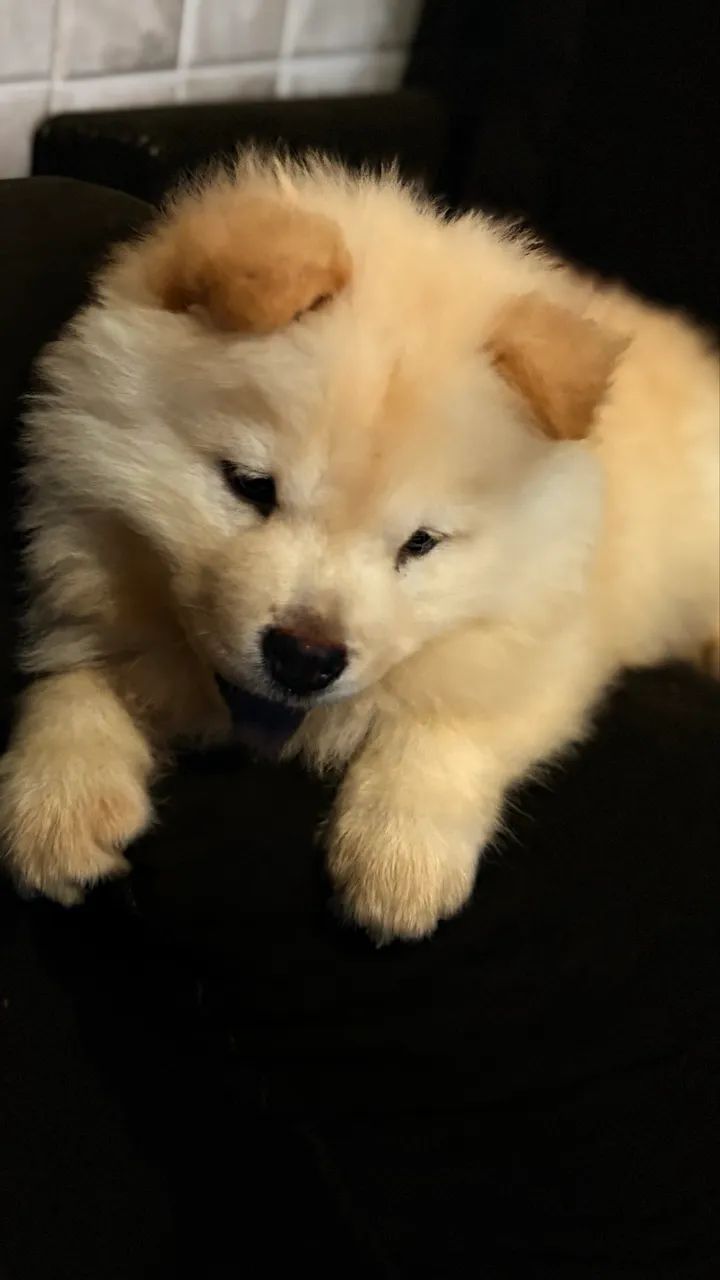 Chow Chow - Foto 2