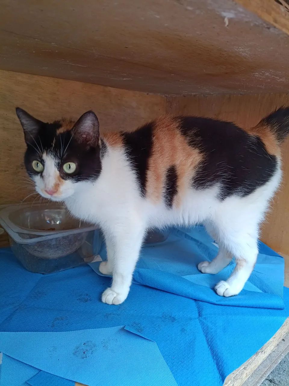 Gata - Foto 4
