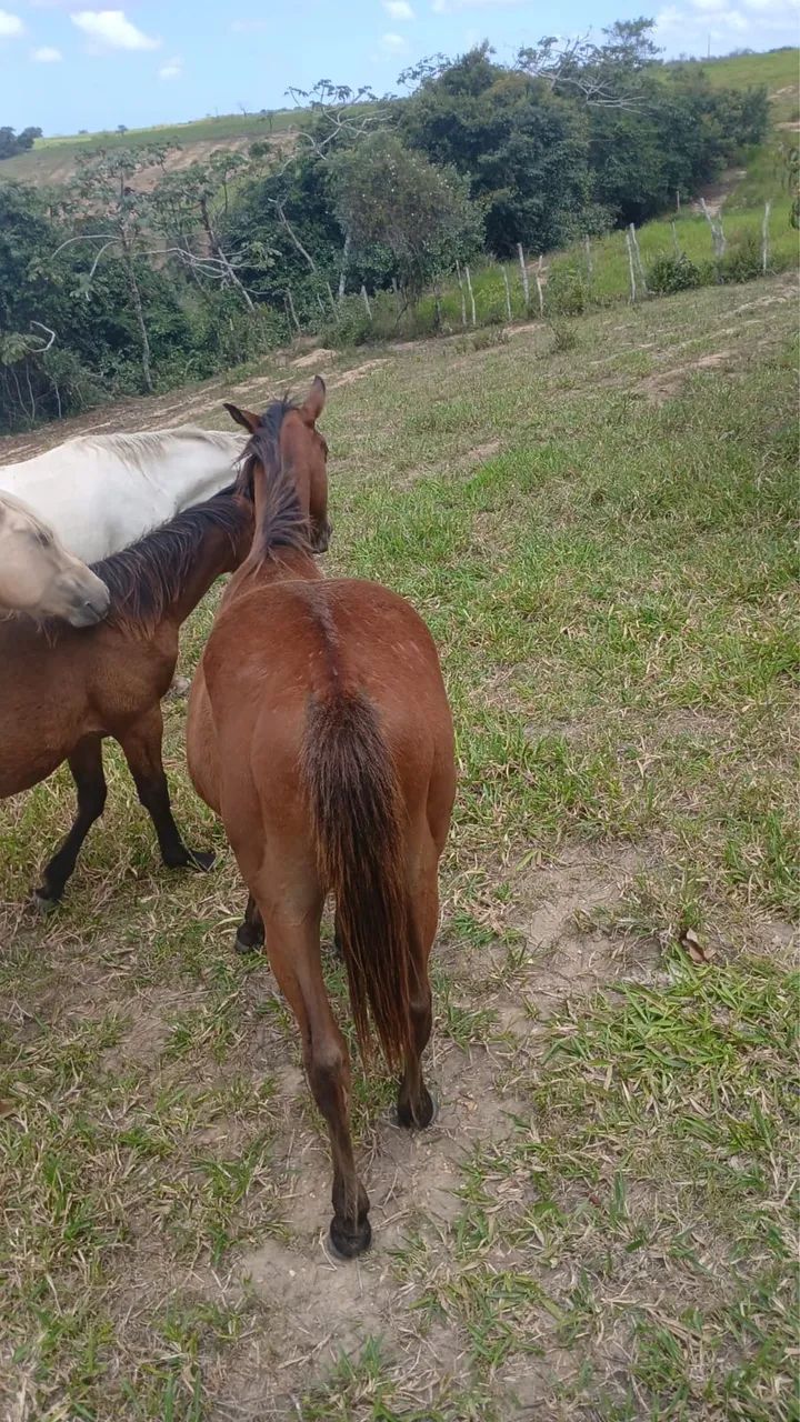 POTRO QM A VENDA - Foto 3
