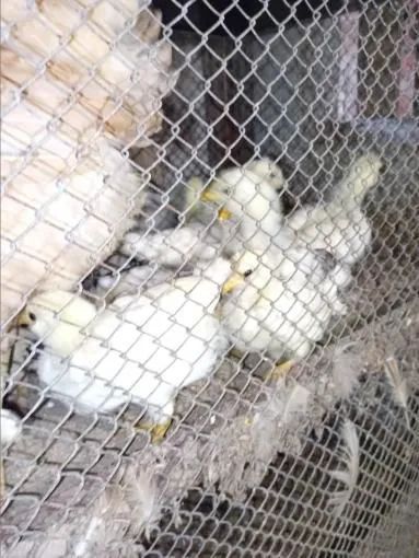  Garnizé macho crista de Rosa e pintinhos de raças misturadas . - Foto 3