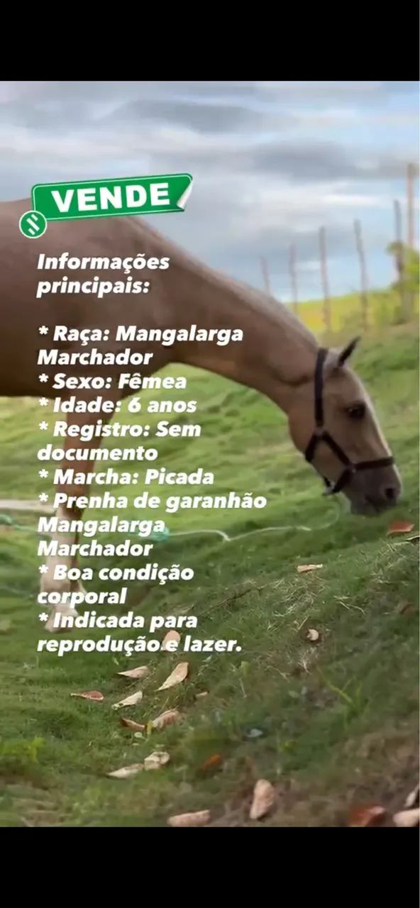 Égua manga larga  - Foto 2