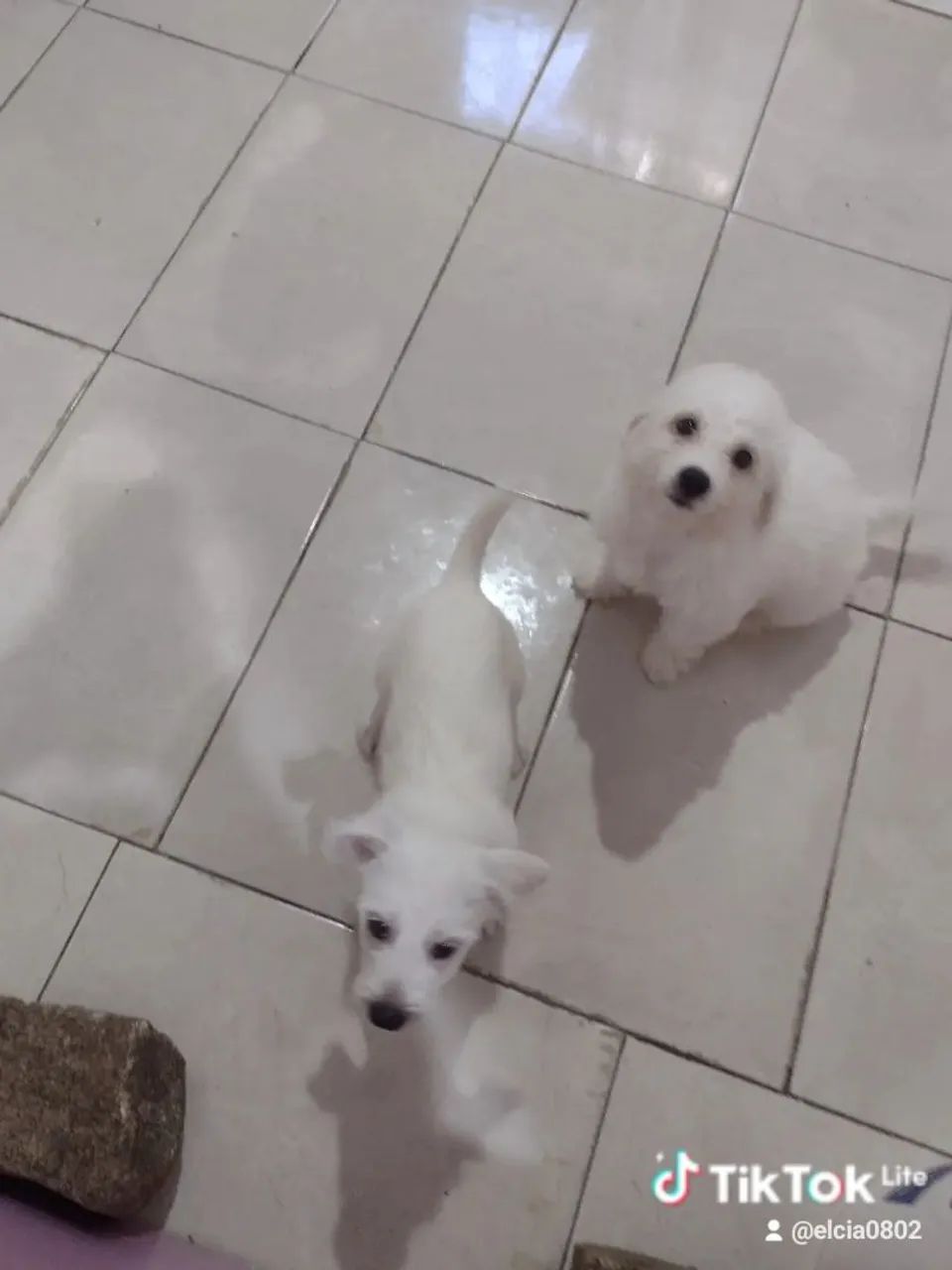 Cachorros filhotes - Foto 2