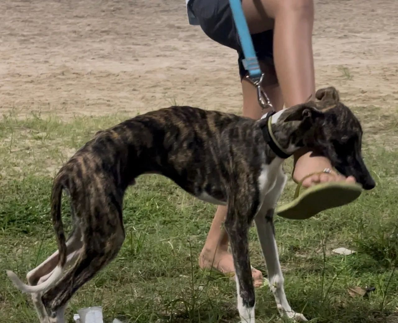 Vendo Lindo Filhote Whippet - Foto 2