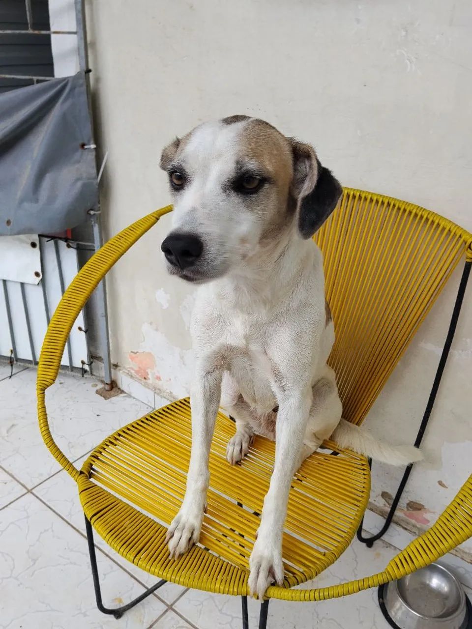 Cadela para adoção  - Foto 3