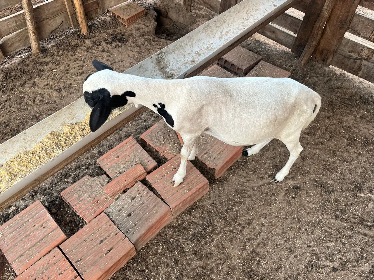 Animal  - Foto 3