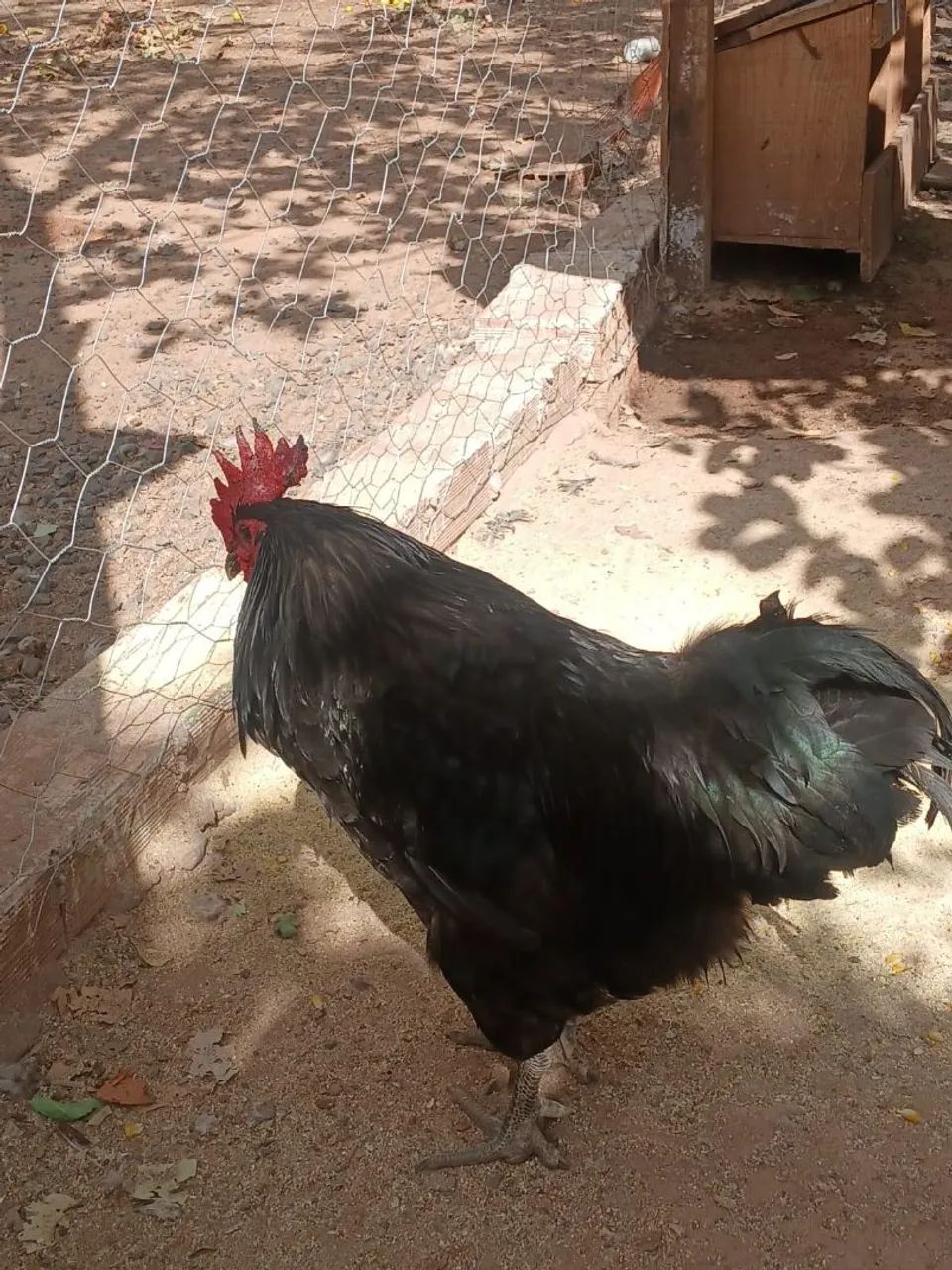 Vendo galinha de raça  - Foto 3