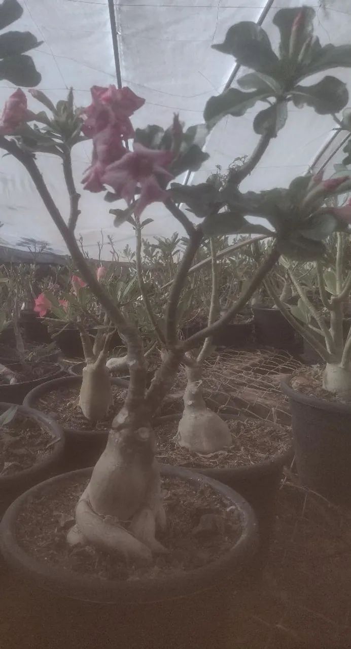 Rosas do deserto - Foto 2