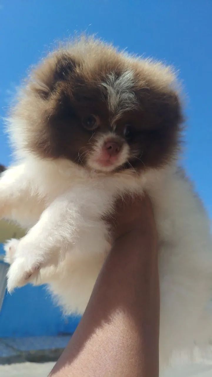 luli da pomerania