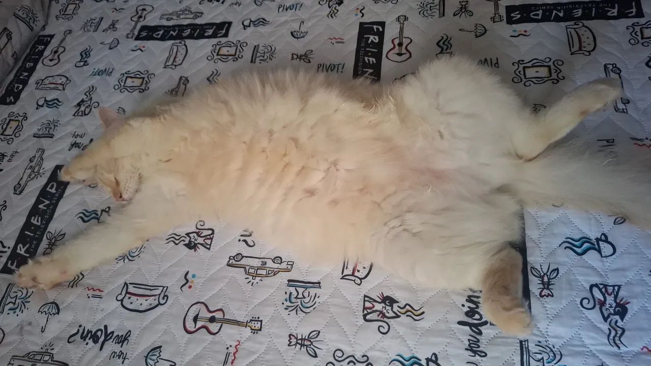 Gato mestiço  - Foto 3