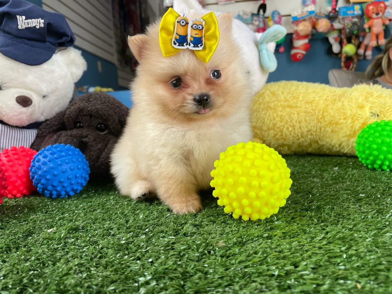 Spitz alemão macho anao $2.200,00 - Foto 3