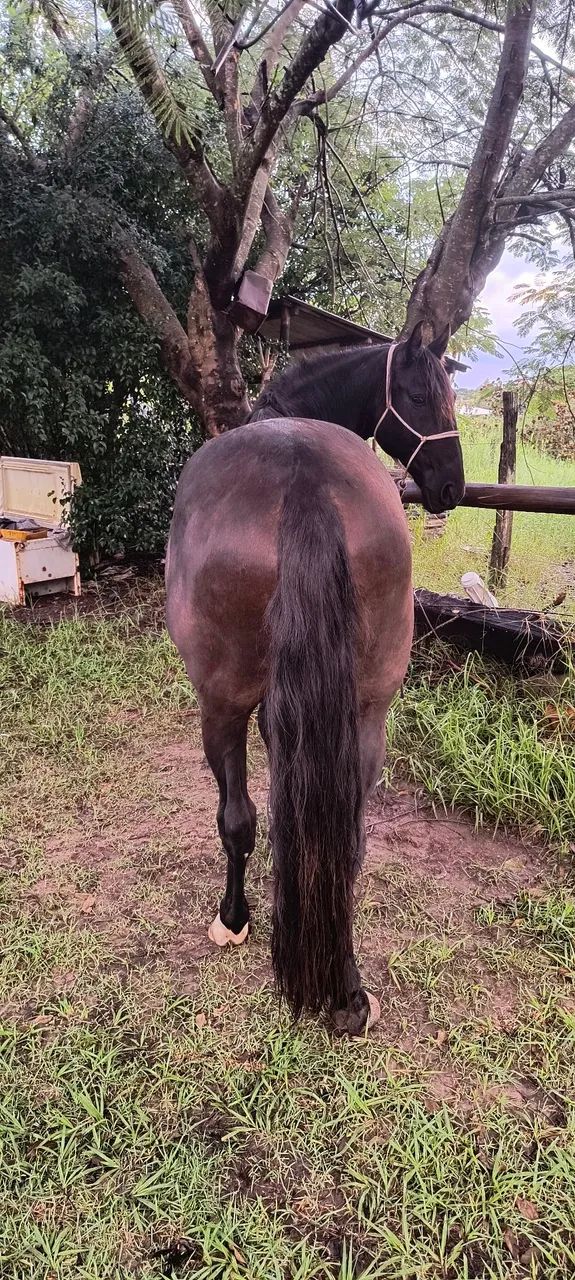Cavalo Puro Sangue Lusitano - Foto 3