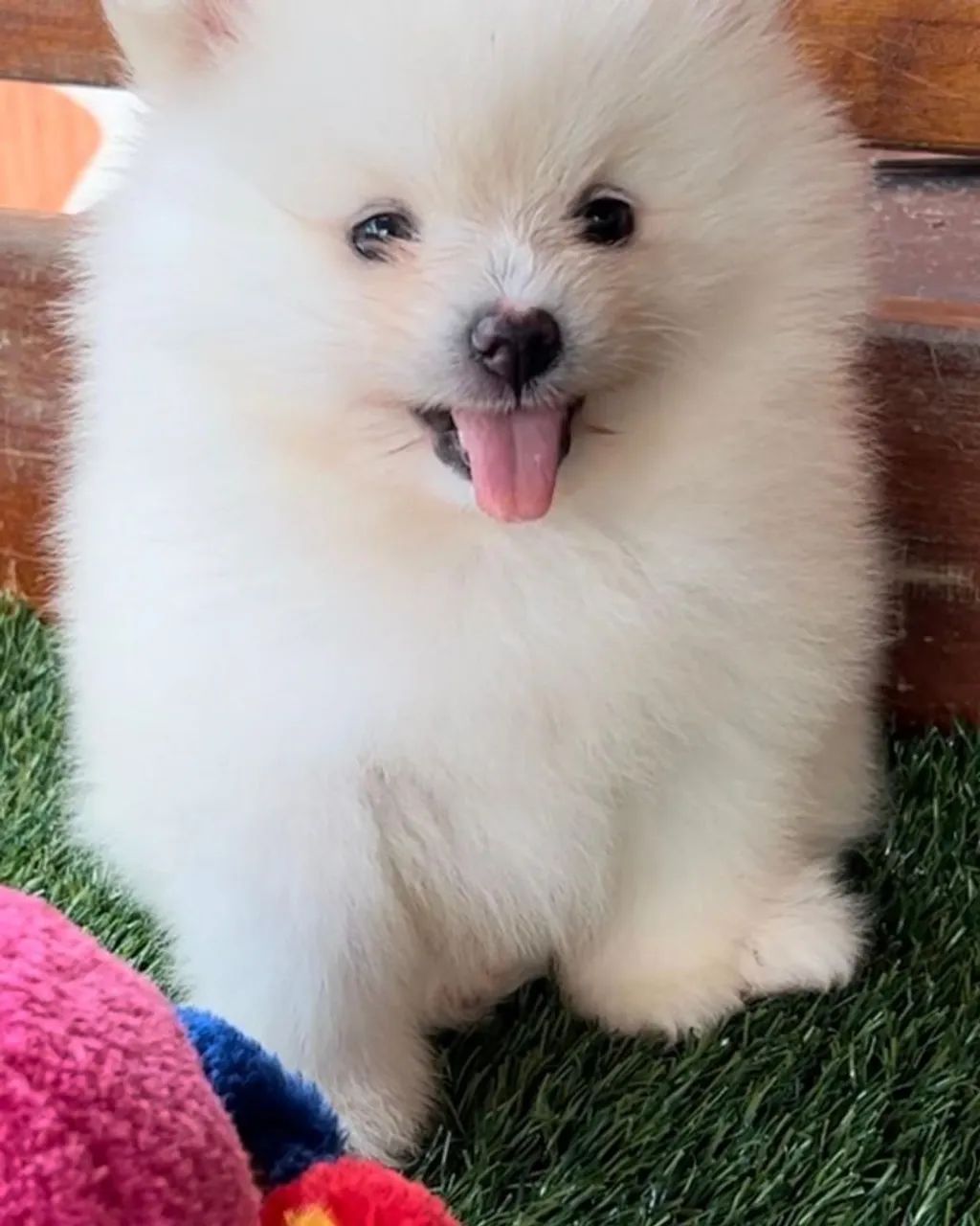 Spitz alemão/Dócil 