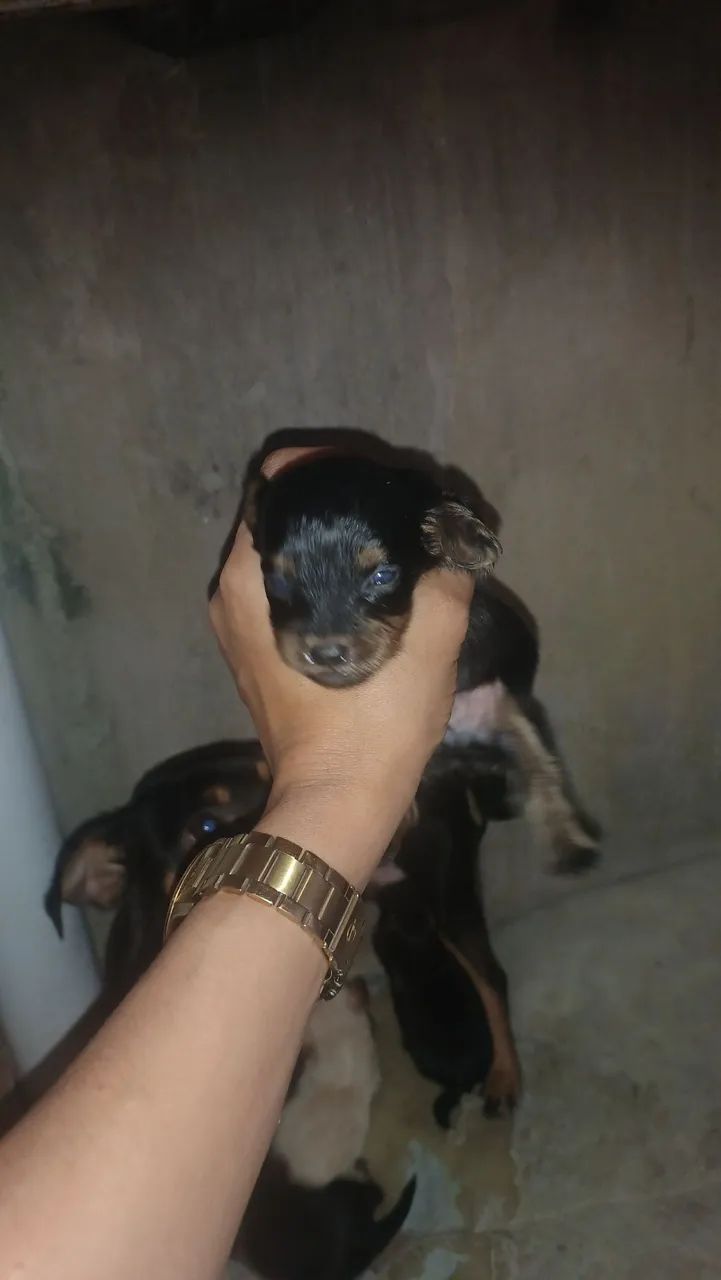 Cachorro pinche com poodle  - Foto 4