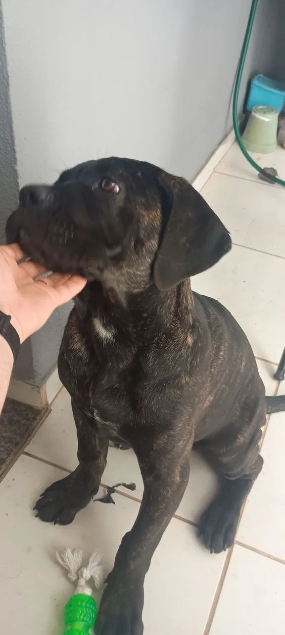 CANE CORSO Filhote Macho - Foto 2