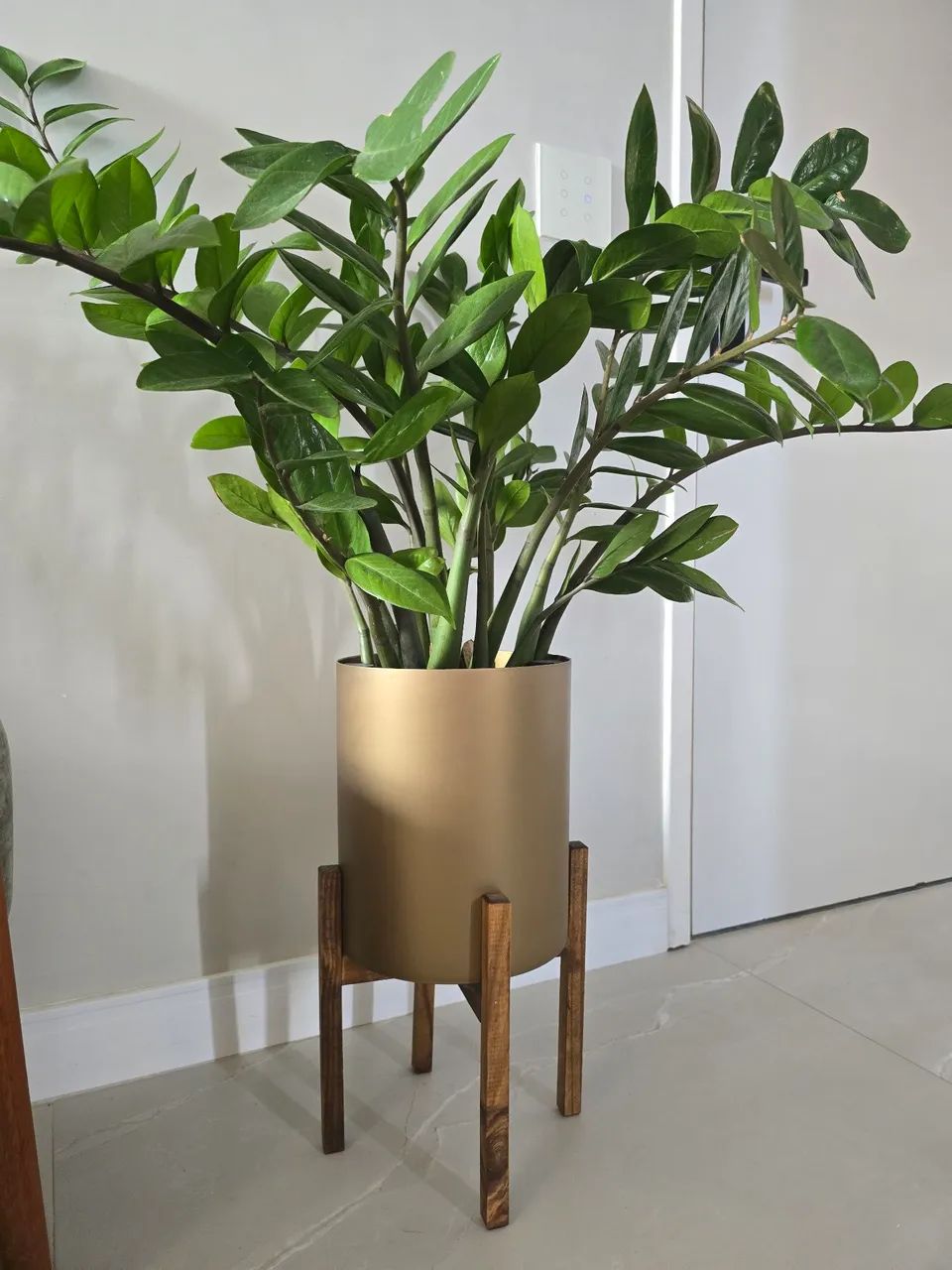  Zamioculca grande + vaso decorativo auto irrigavel plantiê - Foto 2